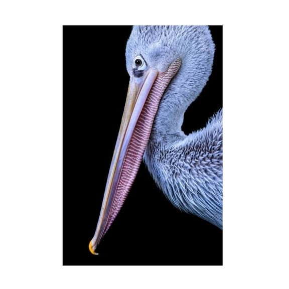 Trademark Fine Art Hardik Pandya Untitled Canvas Wall Art