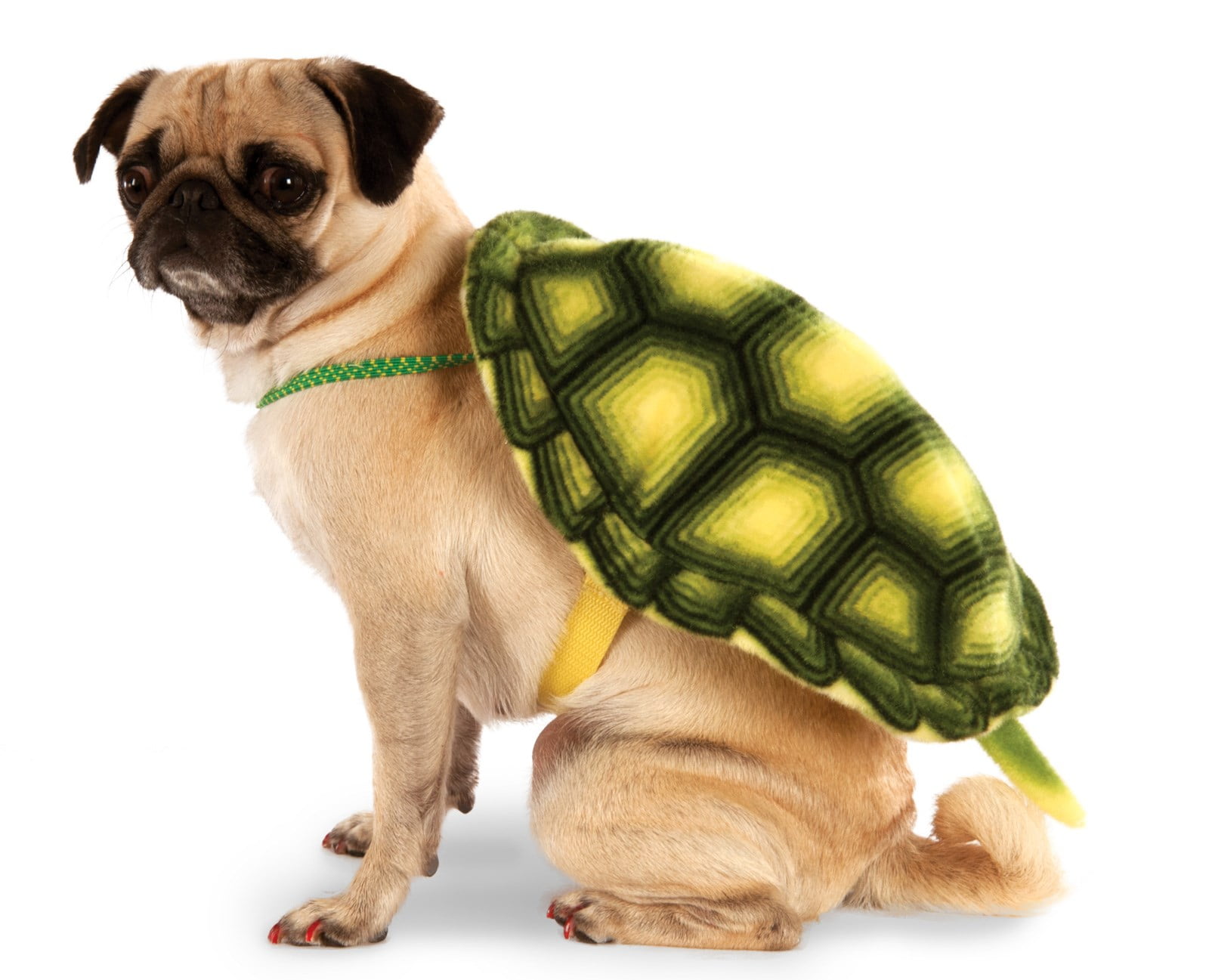 Apple tortoise costume tortoise halloween costume tortoise hat