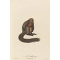 thumbnail image 3 of Jean-Baptiste Audebert 17x24 Black Modern Framed Museum Art Print Titled - Le Saki (1797), 3 of 5