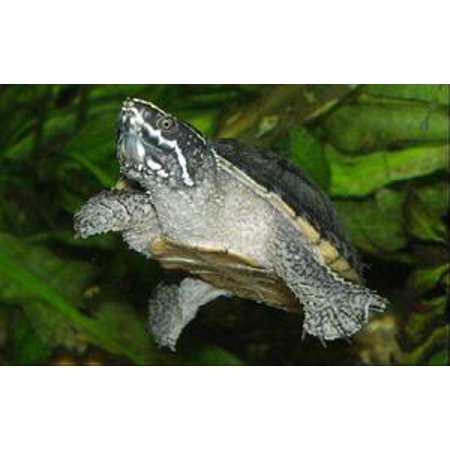 North American Box Turtles - Captive Care of North American Water Turtles - eBook