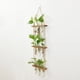 thumbnail image 3 of Tubos de Propagación de Plantas de 3 Niveles Mini Tubo de Ensayo Florero Maceta de Vidrio para Corte de Plantas Hidropónicas Hogar Jardín Decoración de Oficina Regalo ANGGREK  Otros, 3 of 8