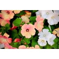 thumbnail image 6 of Seedville 200 Lavatera Trimestris Flower Seeds, 6 of 11