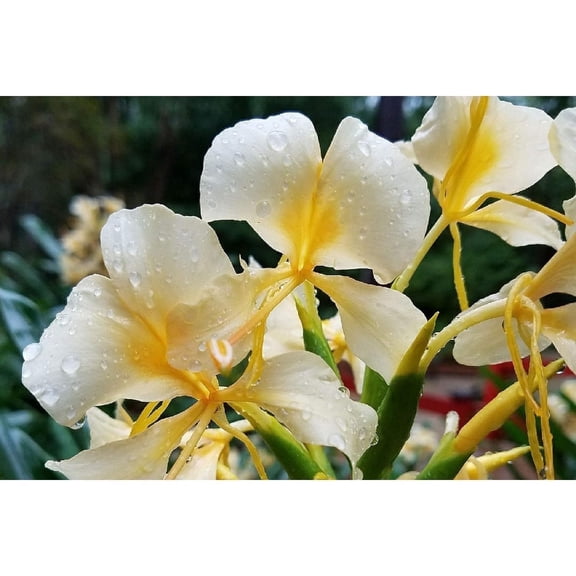 Butterfly Bush Live White Ginger Flower Root Rhizomes, 1 Pack Root 2 - 4 inch, Perennial, Partial Shade