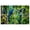 Color 1, variant on 8 Pack Art Acoustic Panels Sound Absorbing Birch Trees spring sunlight White Green Forest bright sunshine Decorative Soundproof Wall Panels Self Adhesive for Recording Studios Office 48"x32"