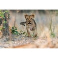 thumbnail image 3 of Damico, Giuseppe 24x17 Black Modern Framed Museum Art Print Titled - Cub - South Luangwa, 3 of 5