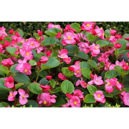 25 Rose PINK WAX BEGONIA Semperflorens Fibrous Shade Flower Seeds