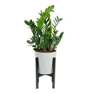 Costa Farms 20" Tall ZZ Plant, Medium Indirect Sunlight, Indoor Live House Plants, Decor Pot