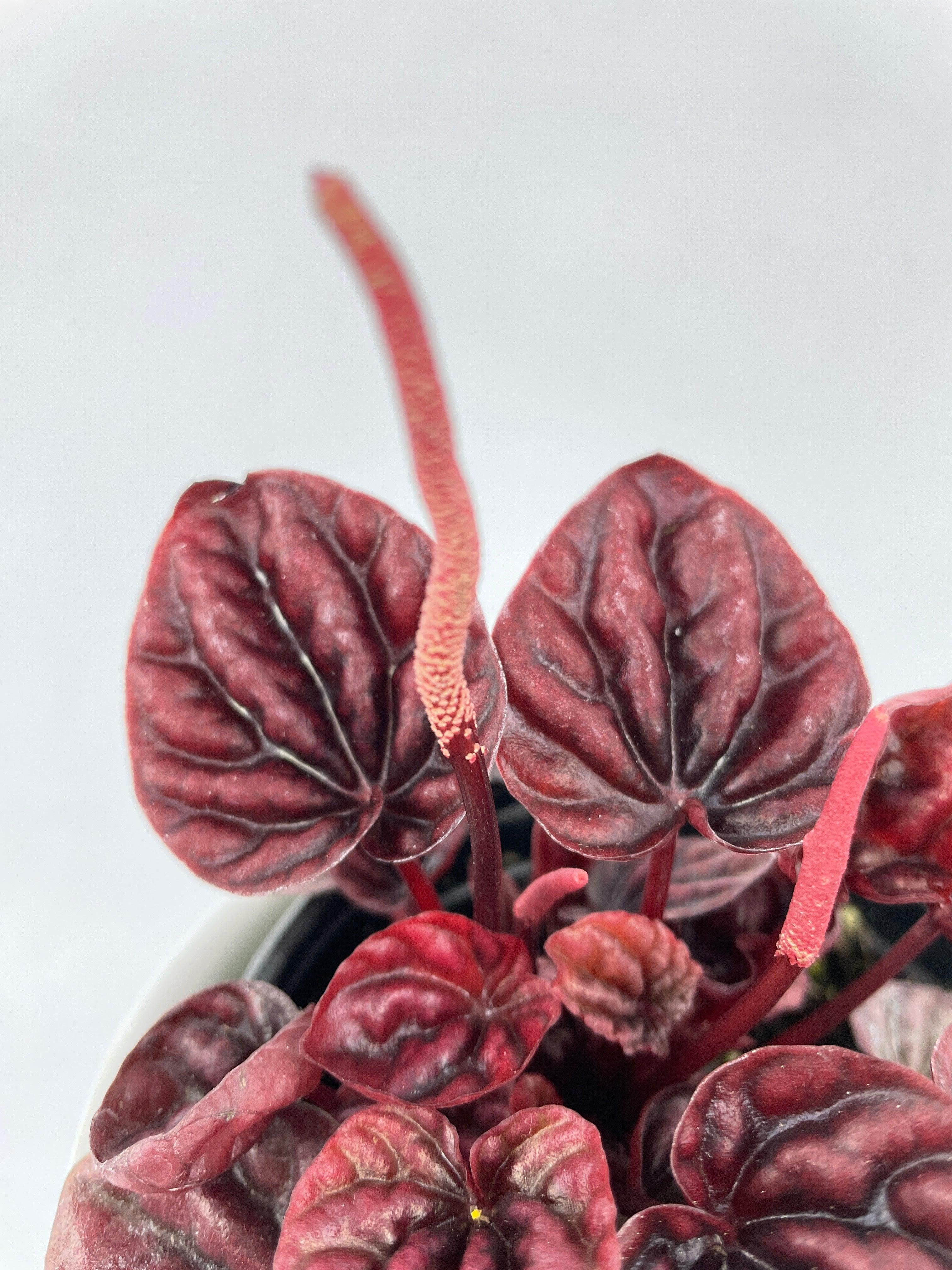 Peperomia Caperata 'Schumi Ripple Red' - Live Air-Purifying Indoor Plant in Nursery Pot – Easy Care, Low Maintenance Houseplant for Home & Office Decor, Natural Air Cleaner, Best for Beginners (6"Pot)