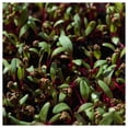 thumbnail image 3 of Everwilde Farms - 1 oz Bulls Blood Beet Seeds - Gold Vault Bulk Seed Packet, 3 of 4