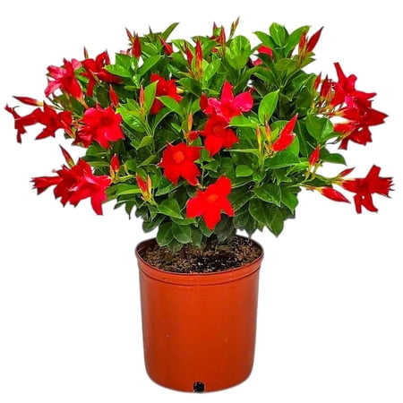 10-Inch Red Dipladenia Bush – Compact, Flowering Tropical Plant for Patio, Balcony or Garden Beds, Easy to Grow and Heat-Tolerant