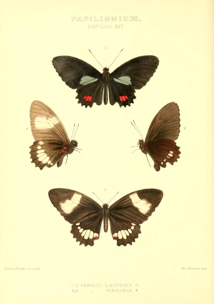 Rhopalocera Exotica