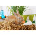 thumbnail image 5 of Lacrima Rabbit de Chew Toys, 12 unidades, para conejo, conejillo de indias y hámster, 5 of 5