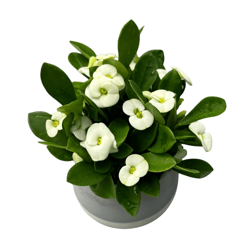 Hardy Crown of Thorn Live Plant, White Euphorbia Milii Tree, Indoor Outdoor Décor Succulent Cactus, 4 to 6 Inch Tall, Ship No Pot