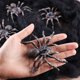 thumbnail image 5 of 4 piezas de figuras de araña realistas, modelos de acción de araña gigante, animales de plástico, juguetes de araña falsos, juguetes educativos de aprendizaje, regalo de cumpleaños, día de los in, 5 of 5
