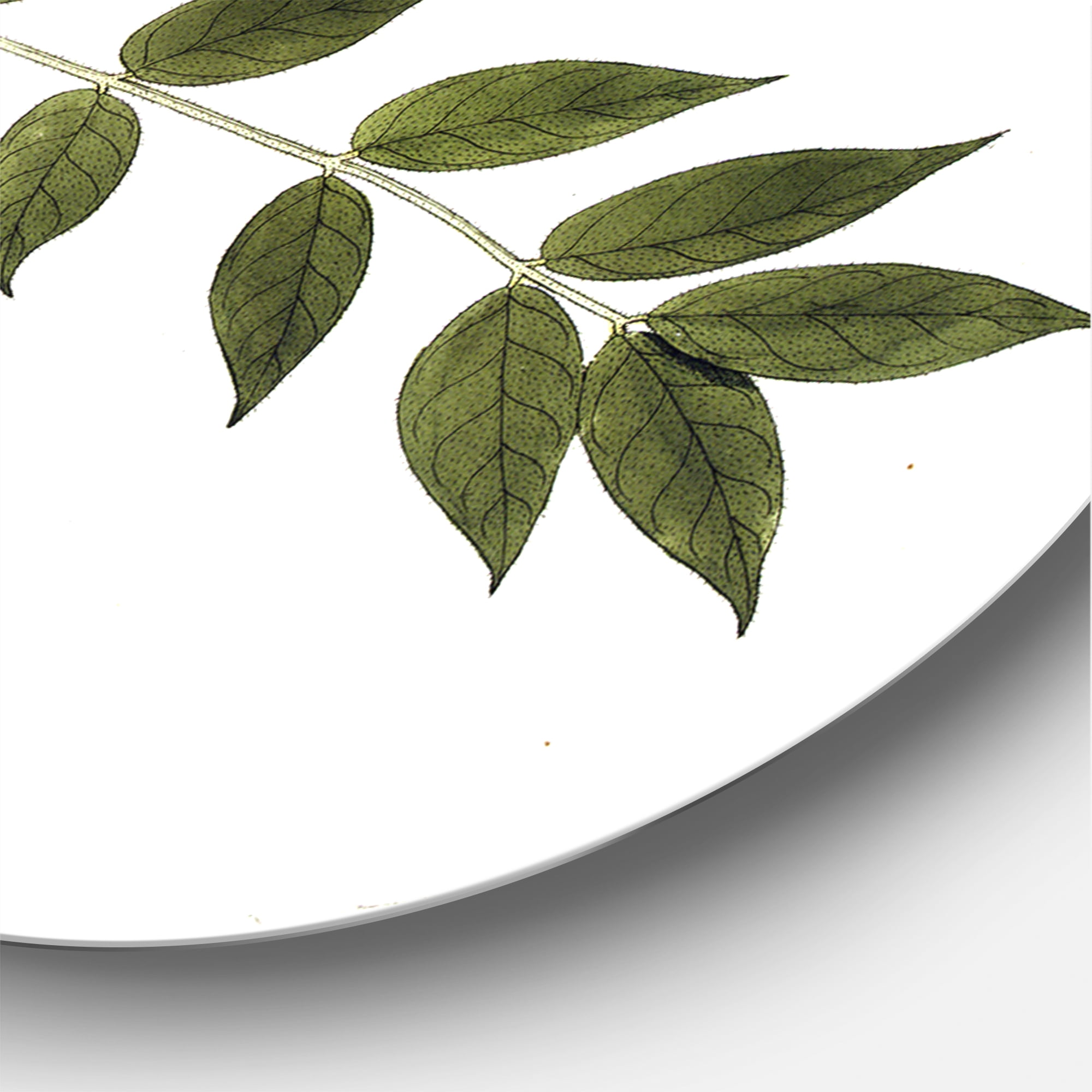 Designart 'Ancient Botanicals XVIII' Traditional Circle Metal Wall Art 11x11 - Disc of 11