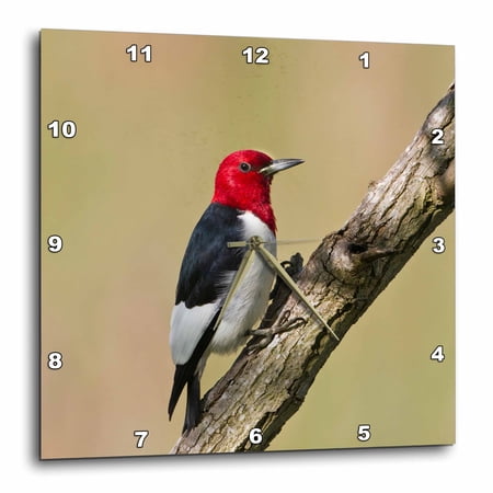 3drose, Red-headed Woodpecker Adult., 10x10 Wall Clock