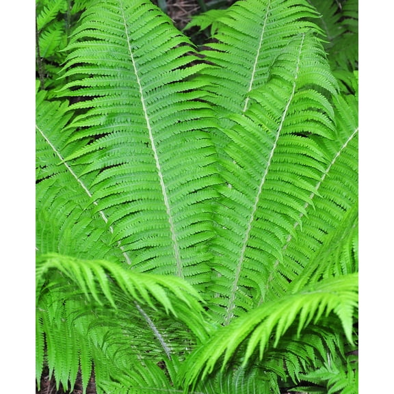 Ostrich Fern - 3 root divisions