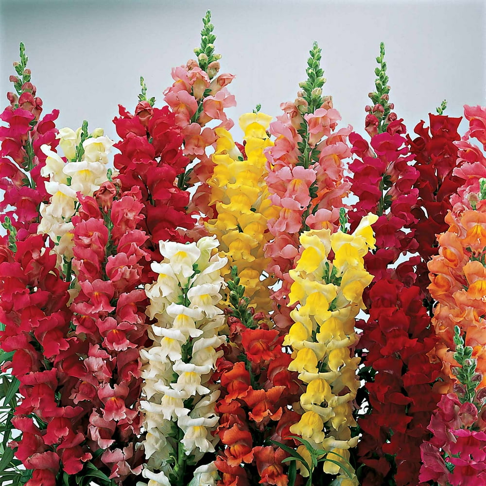 Snapdragon Flower Seeds Liberty Classic Series 1000 Seeds Mix