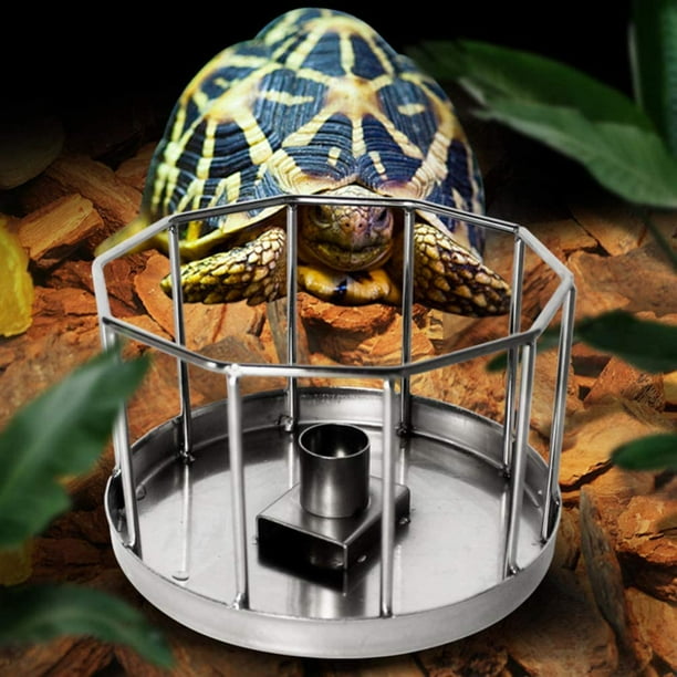 Tortoise feeder sale