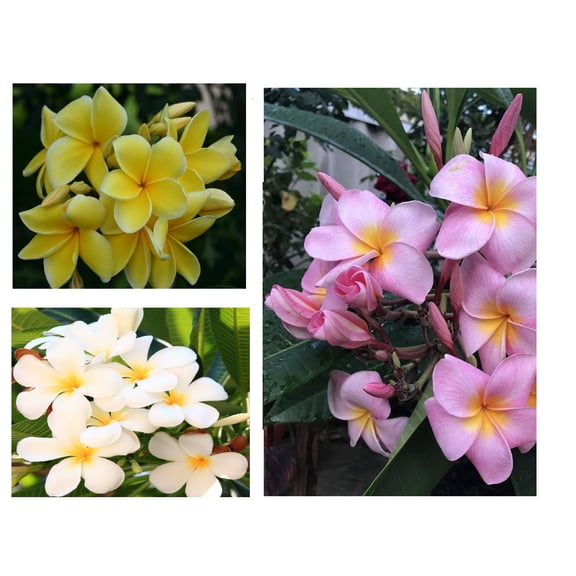 Live Plumeria Plant Cuttings, 10 Inches Long, White, Yellow and Pink Tropical Garden (3 Count)