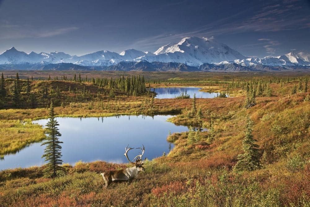 Scenic Of Bull Caribou And Tundra Pond With The Northside Of Mt Mckinley In The Background Fall Colors And Denali In The Background Denali National Park And Preserve Alaska Fall Composite Canvas Art -