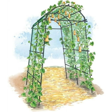 Gardener’s Supply Company Extra Tall Garden Arch Arbor 80in Titan Squash Tunnel | Lightweight Metal, Trellis Plant Stand for Climbing Vines | Outdoor Lawn Tower & Garden Support Structure