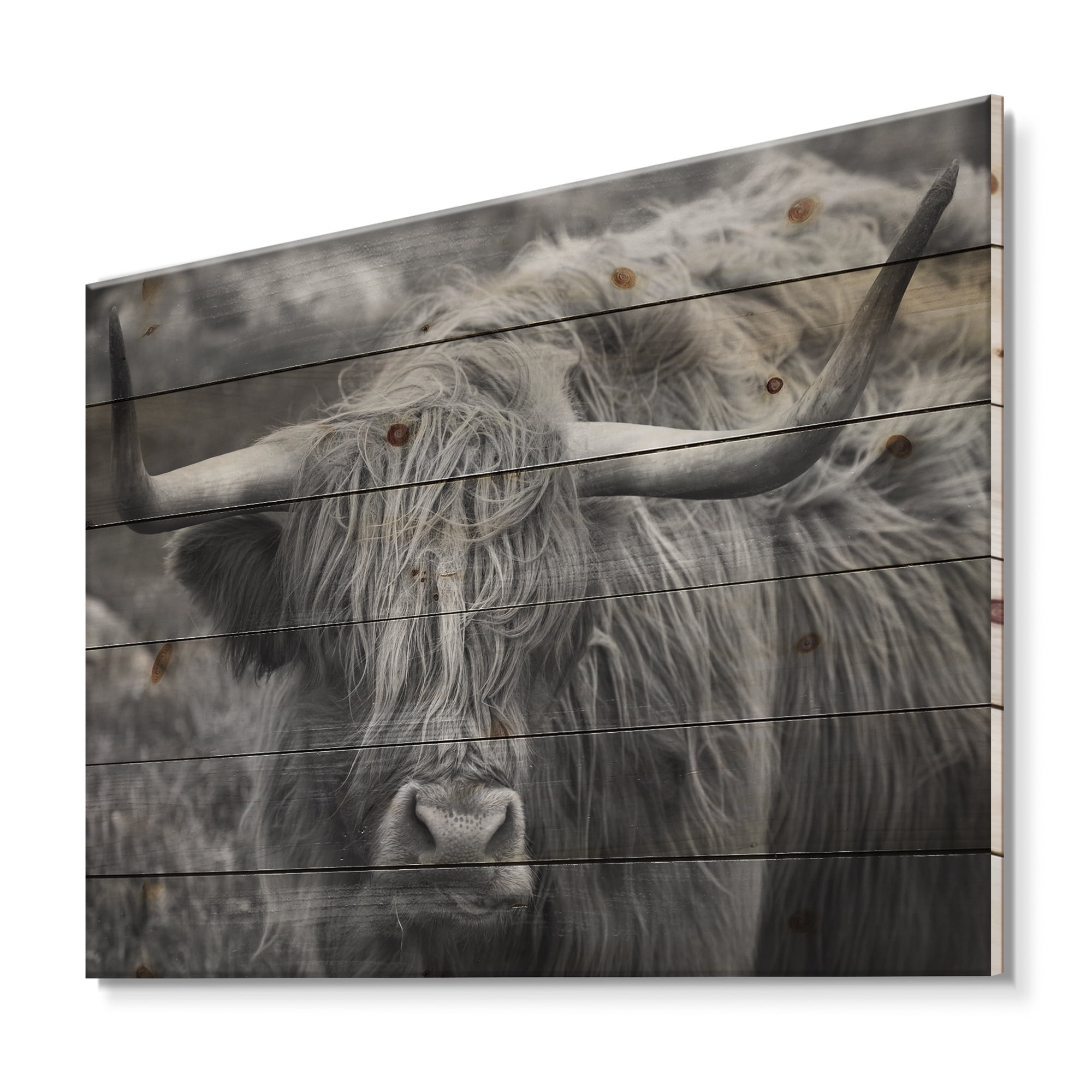 Designart 'Close Up Of Scottish Cow On Moorland I' Farmhouse Print on Natural Pine Wood