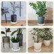 thumbnail image 4 of Plant Tray with Wheels Planter Holder Planter Stand Flowerpot Tray Garden Balcony Rolling Flowerpot Tray, 4 of 4