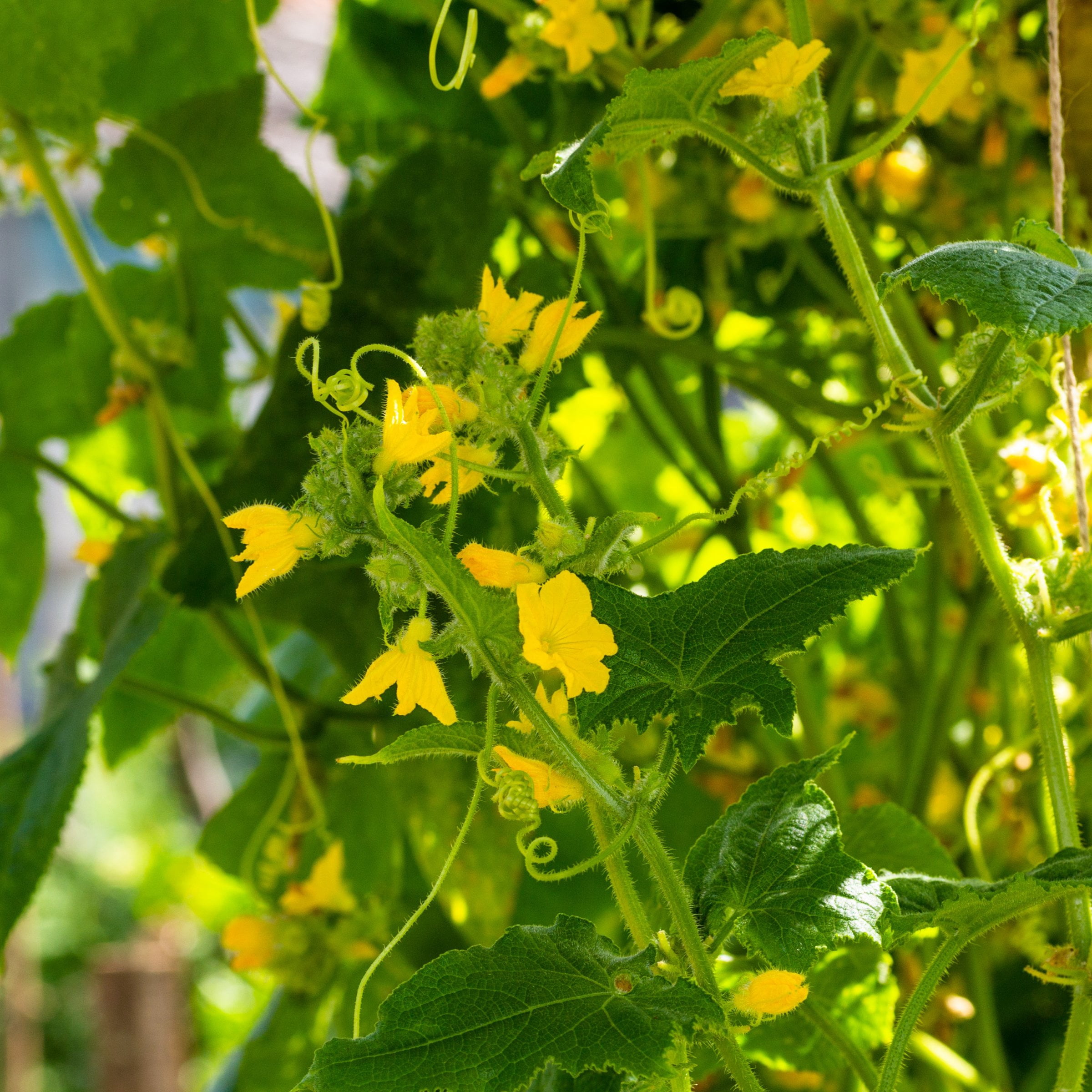 2.5 in. Live Vegetables Saladmore Cucumber Plant (3-Pack)