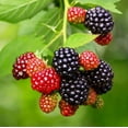 thumbnail image 2 of Set 2 Chester Thornless Blackberry Plants 4-7" Tall for Planting, Blackberry Bush Tree, Thornless Black Berry Plant, Sweet Fruit Plant for Garden, 2 of 5
