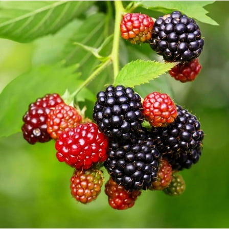 Set 2 Ouachita Thornless Blackberry Plants 4-7" Tall for Planting, Blackberry Bush Tree, Thornless Black Berry Plant, Sweet Fruit Plant for Garden
