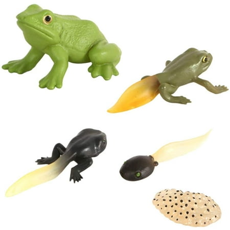 1 Set Frog Life Cycle Figurines PVC Realistic Animal Life Cycle ...