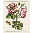 thumbnail image 2 of Unknown 26x32 Gold Ornate Wood Framed with Double Matting Museum Art Print Titled - Pink Rose, 2 of 4
