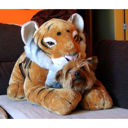 LAMINATED POSTER Dog Tiger Bitch Pet Adorable Teddy Friend Look Poster Print 24 x (Dog And Tiger Best Friends)