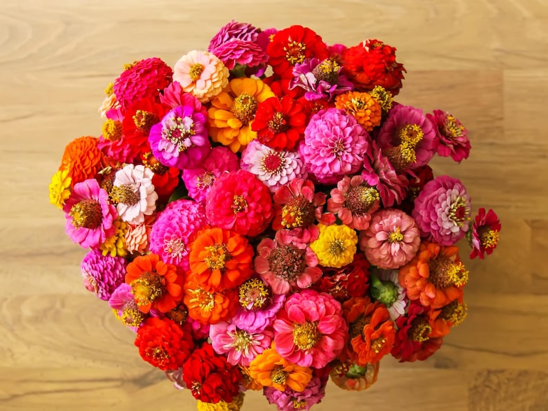 30 Zinnia Seeds - Open-Pollinated Common Zinnia - Summer Blooms - Easy to Grow