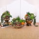 thumbnail image 3 of Paquete de 18 suculentas artificiales Suculentas falsas con textura realista Planta de cactus artificial sin maceta Adecuada para el jardín Oficina en el hogar Ecologización y decoración, 3 of 5