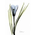 thumbnail image 2 of Koetsier, Albert 15x18 White Modern Wood Framed Museum Art Print Titled - Crocus in Blue, 2 of 4