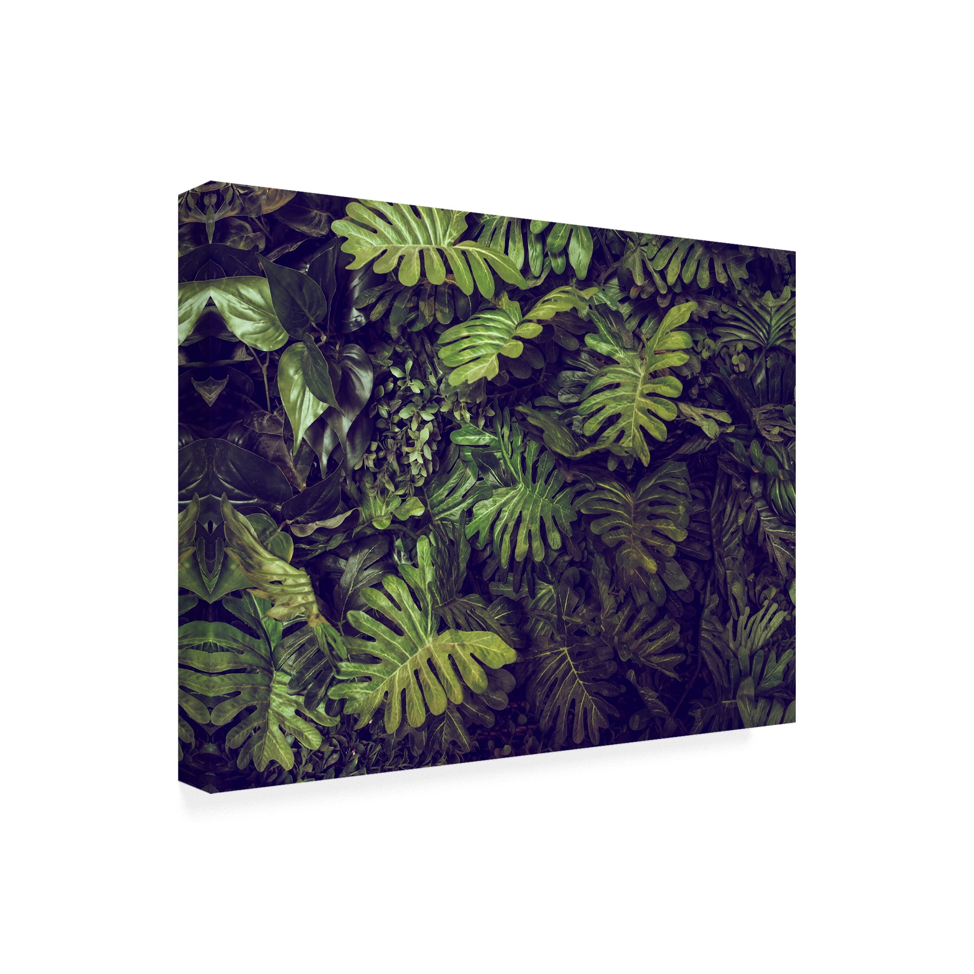 Trademark Fine Art 'Tropical 4' Canvas Art by PhotoINC Studio