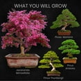 Nature's Blossom Bonsai Tree Grow Kit 4 Bonsai Trees to Grow From