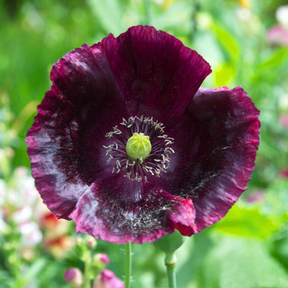 Eden Brothers Poppy Seeds - Laurens Grape