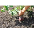 thumbnail image 5 of 3000 LAURENTIAN RUTABAGA Brassica Napus Vegetable Seeds, 5 of 7