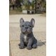 thumbnail image 2 of Figura Hi-Line Gift con forma de cachorro de bulldog francés, color azul, gris, 2 of 8
