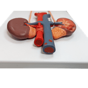 Axis Scientific Urinary System Relief Model – Life-Size Human Urinary Tract Anatomy Model with Detailed Relief of Kidneys, Ureters, Bladder, and Urethra