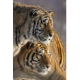 thumbnail image 2 of Zuckerman, Jim 23x32 Gold Ornate Wood Framed with Double Matting Museum Art Print Titled - China, Harbin Affectionate Siberian tigers, 2 of 4