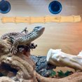 thumbnail image 4 of Bearded Dragon Tank Decor Reptile Tree Branch Suction Cup Type Wood Branch Lizard Climbing Toy, 4 of 7