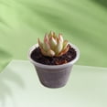thumbnail image 4 of Boreal Craft Flower Stand 32 Small Seedling Pot/pot Seedling Flower Container (transparent) Starting Pot Indoor/outdoor, 4 of 7
