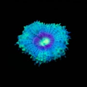Fish Tank Decorations Aquarium Decor Plants Fluoresce Coral Reef Decor Glowing Fish Tank Decorations Betta Fish Tank Decor