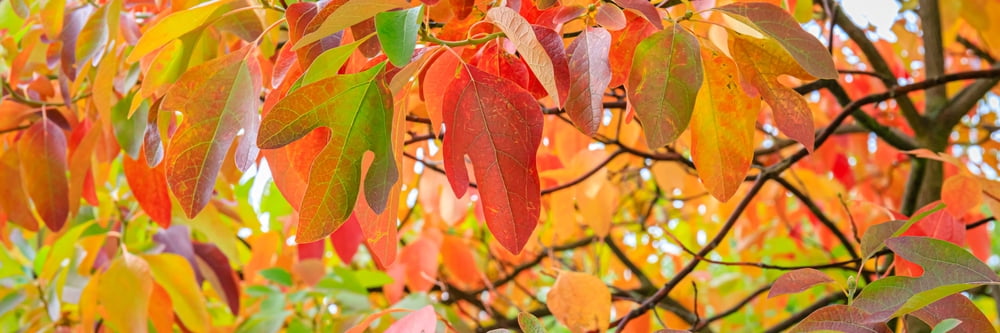 2 Live Sassafras Tree Plants for Growing (Sassafras albidum) – Hardy Native Deciduous Tree – Vibrant Fall Color – Ideal for Landscaping & Wildlife Gardens - Well Rooted Tree Seedlings