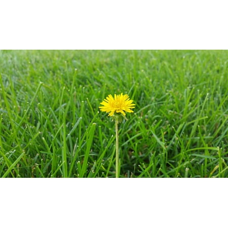 Canvas Print Grass Beautiful Beauty Dandelion Background Stretched Canvas 10 x (Best Way To Kill Dandelions And Not Grass)