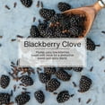 thumbnail image 4 of Little Trees Air Freshener Blackberry Clove Fragrance 3-Pack, 4 of 10